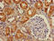 DET1 And DDB1 Associated 1 antibody, LS-C501886, Lifespan Biosciences, Immunohistochemistry frozen image 