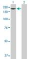 MAGE Family Member E1 antibody, H00057692-B02P, Novus Biologicals, Western Blot image 