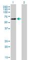 Nucleoporin 58 antibody, H00009818-B01P, Novus Biologicals, Western Blot image 