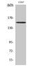 Phospholipase C-gamma-1 antibody, A00677Y771, Boster Biological Technology, Western Blot image 