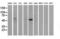 p53 antibody, LS-C172980, Lifespan Biosciences, Western Blot image 