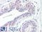 Pro-Apoptotic WT1 Regulator antibody, LS-B7615, Lifespan Biosciences, Immunohistochemistry frozen image 