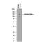 Glycoprotein Ib Platelet Subunit Alpha antibody, AF4067, R&D Systems, Western Blot image 