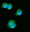 Eukaryotic Translation Elongation Factor 2 antibody, A00830-1, Boster Biological Technology, Immunofluorescence image 