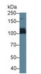 ATP Binding Cassette Subfamily C Member 6 antibody, LS-C663360, Lifespan Biosciences, Western Blot image 