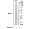 RALY Heterogeneous Nuclear Ribonucleoprotein antibody, A07043, Boster Biological Technology, Western Blot image 