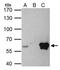 ETS Proto-Oncogene 2, Transcription Factor antibody, PA5-28053, Invitrogen Antibodies, Immunoprecipitation image 