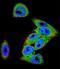 Dishevelled Segment Polarity Protein 3 antibody, LS-C167587, Lifespan Biosciences, Immunofluorescence image 