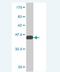 Shisa Family Member 5 antibody, H00051246-M03, Novus Biologicals, Western Blot image 