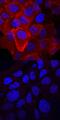 MET antibody, AF4059, R&D Systems, Immunofluorescence image 