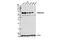 Tripartite motif-containing protein 29 antibody, 50292S, Cell Signaling Technology, Western Blot image 