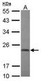 Chromobox 2 antibody, GTX117711, GeneTex, Western Blot image 