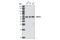 Cell Division Cycle 73 antibody, 3645S, Cell Signaling Technology, Western Blot image 