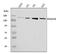 KIF4A antibody, A04486-1, Boster Biological Technology, Western Blot image 