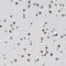 Methyl-CpG Binding Protein 2 antibody, NBP1-81028, Novus Biologicals, Immunohistochemistry frozen image 