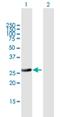 RAB32, Member RAS Oncogene Family antibody, H00010981-B02P, Novus Biologicals, Western Blot image 