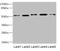 NFKB Inhibitor Epsilon antibody, LS-C676154, Lifespan Biosciences, Western Blot image 