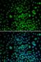 MYC Associated Factor X antibody, LS-C331941, Lifespan Biosciences, Immunofluorescence image 