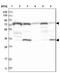 TRAF-interacting protein antibody, NBP1-87125, Novus Biologicals, Western Blot image 