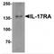 Interleukin 17 Receptor A antibody, MBS153615, MyBioSource, Western Blot image 