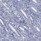 HORMA Domain Containing 2 antibody, HPA003074, Atlas Antibodies, Immunohistochemistry frozen image 