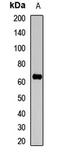 Apoptosis Inducing Factor Mitochondria Associated 3 antibody, LS-C668944, Lifespan Biosciences, Western Blot image 