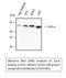 NFKB Inhibitor Alpha antibody, STJ93782, St John