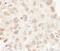 Cullin 3 antibody, A301-109A, Bethyl Labs, Immunohistochemistry frozen image 