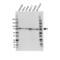 Coilin antibody, VMA00592, Bio-Rad (formerly AbD Serotec) , Western Blot image 