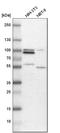 Nucleobindin 2 antibody, HPA008395, Atlas Antibodies, Western Blot image 