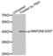 Mitogen-Activated Protein Kinase Kinase 6 antibody, abx000154, Abbexa, Western Blot image 