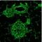 Vimentin antibody, NBP1-97670, Novus Biologicals, Immunofluorescence image 