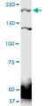 PTPRS antibody, LS-C198037, Lifespan Biosciences, Western Blot image 