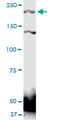 Protein Tyrosine Phosphatase Receptor Type S antibody, LS-C198037, Lifespan Biosciences, Western Blot image 