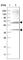 N-Sulfoglucosamine Sulfohydrolase antibody, HPA023451, Atlas Antibodies, Western Blot image 