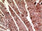 Actin Alpha 1, Skeletal Muscle antibody, STJ97746, St John