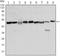 Forkhead Box D3 antibody, NBP1-51685, Novus Biologicals, Western Blot image 