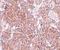Tetraspanin 9 antibody, A12841, Boster Biological Technology, Immunohistochemistry frozen image 