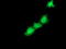 Spermine Synthase antibody, TA503100, Origene, Immunofluorescence image 