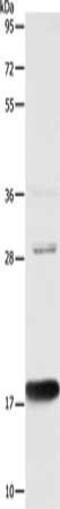 Anterior Gradient 2, Protein Disulphide Isomerase Family Member antibody, CSB-PA224008, Cusabio, Western Blot image 