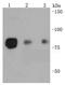 Heat Shock Transcription Factor 1 antibody, A00250S326, Boster Biological Technology, Western Blot image 