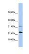 Q8WY36-2 antibody, orb324794, Biorbyt, Western Blot image 