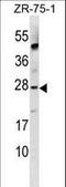 Apolipoprotein B MRNA Editing Enzyme Catalytic Subunit 3A antibody, LS-C157553, Lifespan Biosciences, Western Blot image 