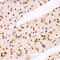 TEA Domain Transcription Factor 3 antibody, LS-C349153, Lifespan Biosciences, Immunohistochemistry paraffin image 