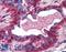 Prolactin Receptor antibody, LS-B2116, Lifespan Biosciences, Immunohistochemistry paraffin image 