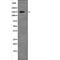 Regulatory Associated Protein Of MTOR Complex 1 antibody, PA5-64741, Invitrogen Antibodies, Western Blot image 