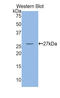 Myosin light chain kinase, smooth muscle antibody, LS-C295518, Lifespan Biosciences, Western Blot image 