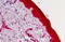 Caspase 4 antibody, MBS240972, MyBioSource, Immunohistochemistry paraffin image 