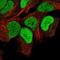 Mitochondrial Ribosomal Protein L34 antibody, NBP2-13616, Novus Biologicals, Immunofluorescence image 