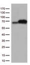 Eukaryotic Translation Initiation Factor 2 Alpha Kinase 2 antibody, TA813289, Origene, Western Blot image 